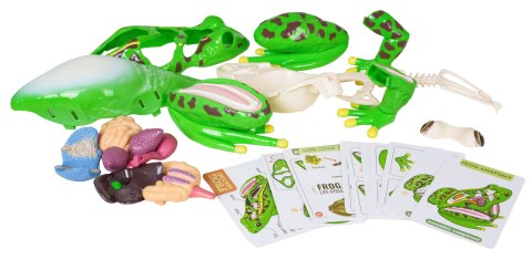 Zabawka Edukacyjna Anatomia Zwierząt Żaba