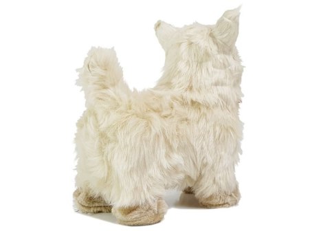 Pies Chihuahua Porusza się, Szczeka