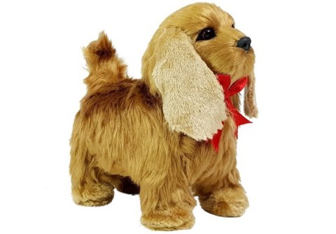Pies Cocker Spaniel Porusza się, Szczeka