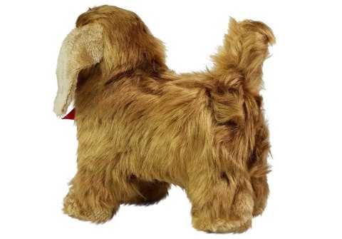 Pies Cocker Spaniel Porusza się, Szczeka